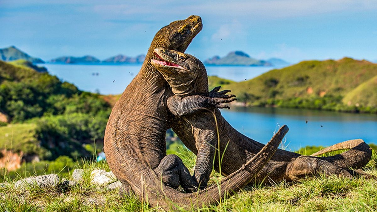Pulau komodo menjadi destinasi super