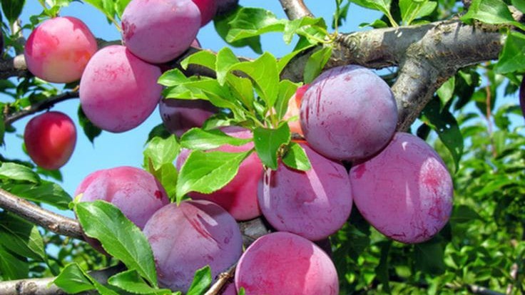 Manfaat buah plum ternyata bikin geleng kepala