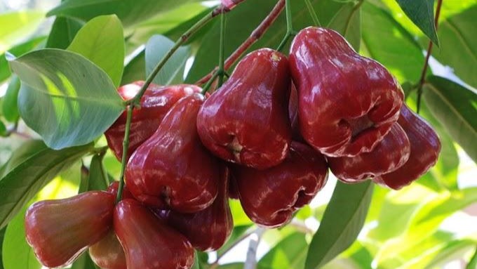 Jambu air madu merupakan jamu enak di makan