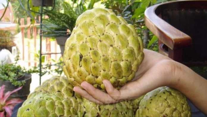 Buah serikaya bikin terkejut mantab gila