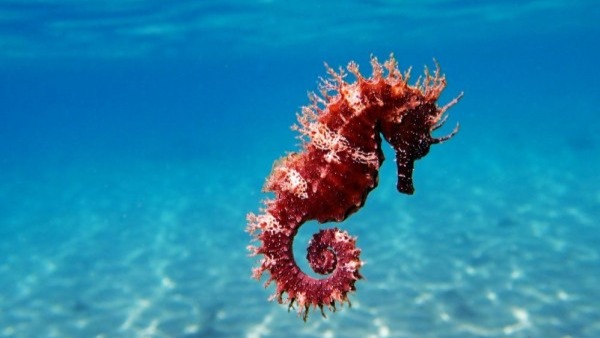 Kuda laut unyu yang hidup di air