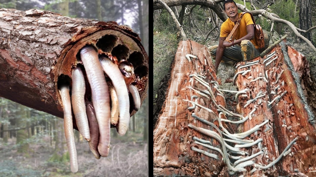 Tembilung makanan yang heboh di nusantara