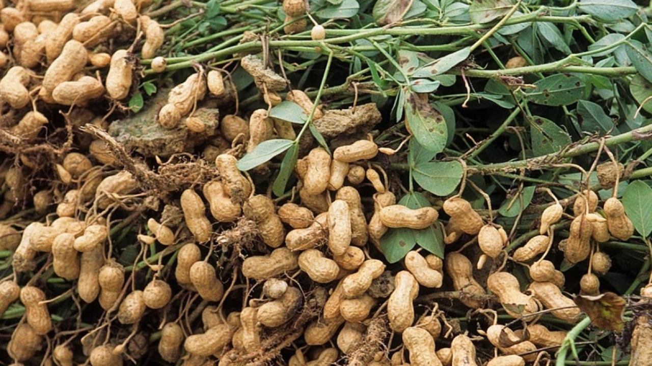 Kacang tanah banyak khasiat dan manfaat