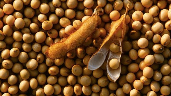 Kedelai makanan penting untuk kesehatan