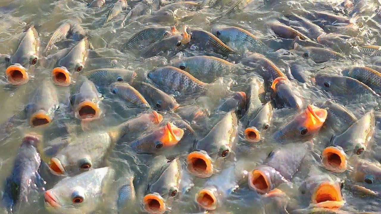 Ikan nila banyak keunggulan dan kelebihan