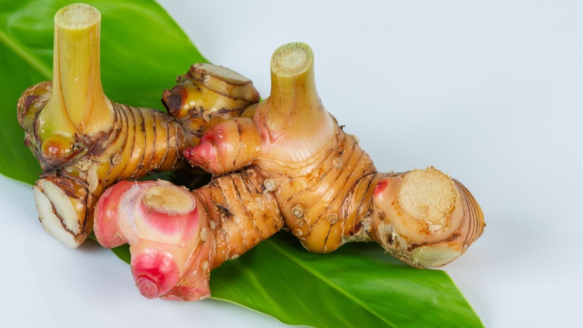 wow ternyata Kencur untuk keperluan obat obat an
