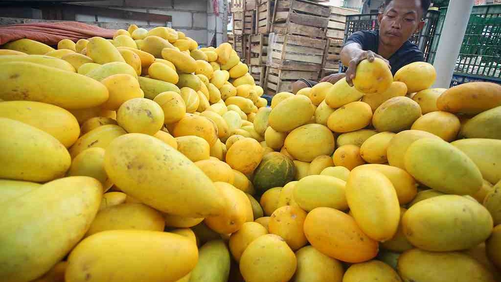 Timun suri menjadi buah andalan paling segar