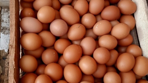 Telur ayam bagian dari kesehatan setiap hari