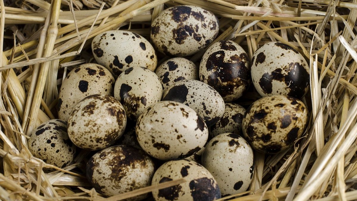 Telur puyuh jadi alternatif terbaik masa kini