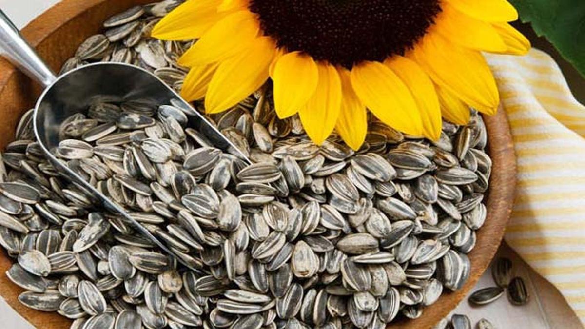 Kwaci menjadi makanan sumber lemak sehat ? | berikut kunjungi di sini 
